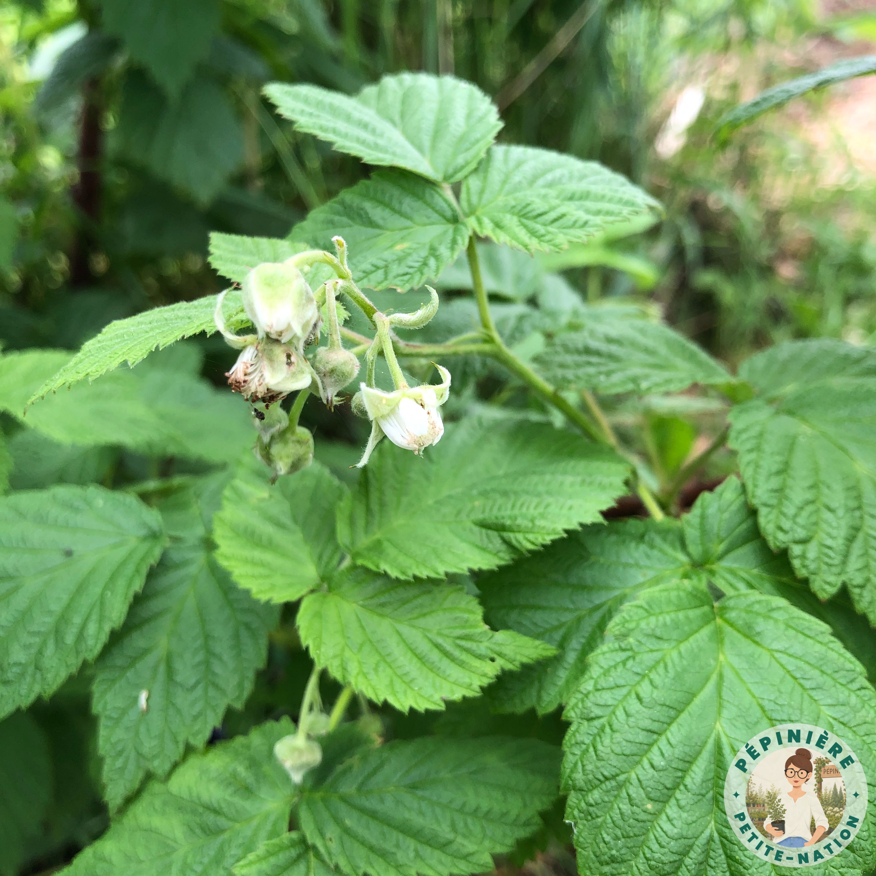 Plant de tanaisie en floraison au potager