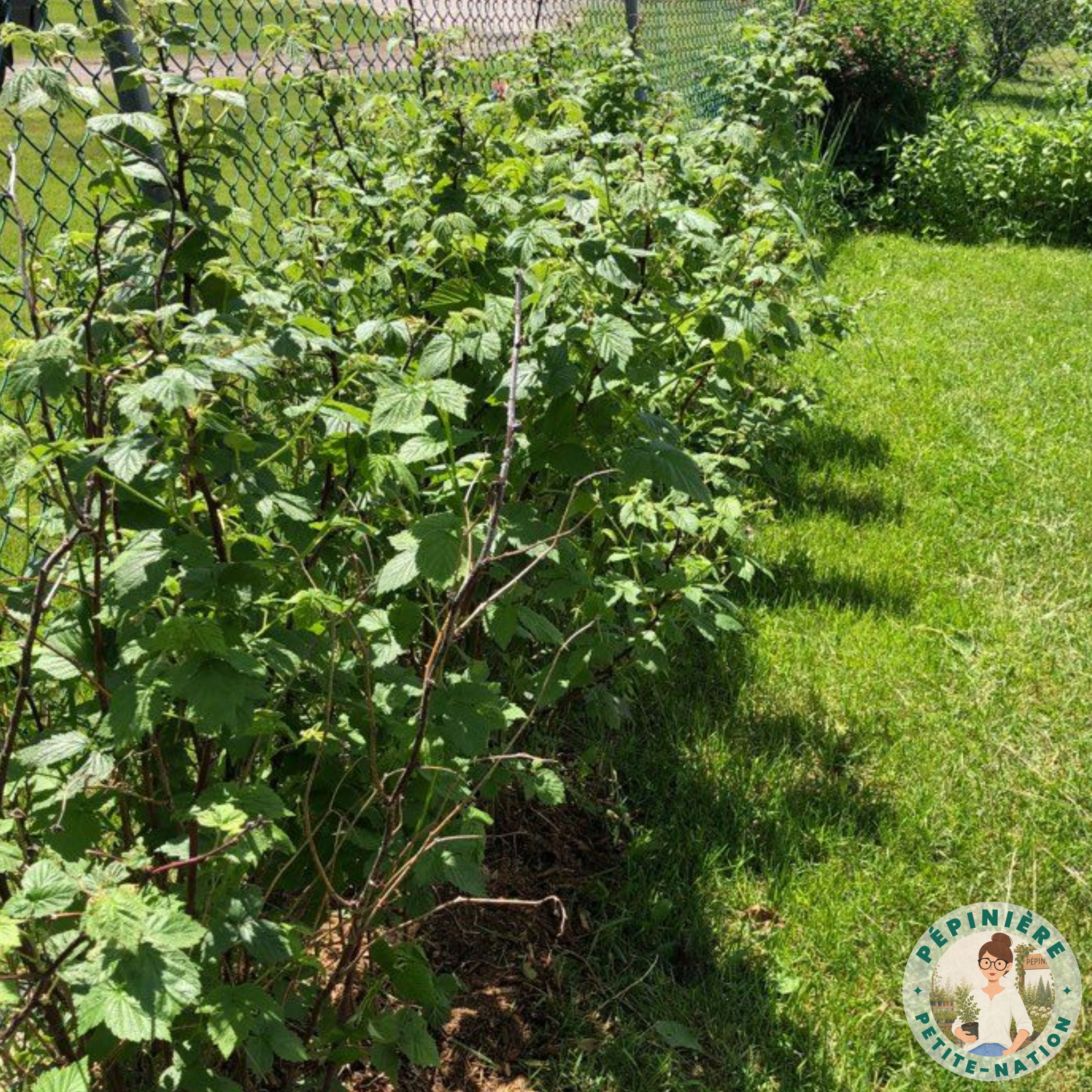 Tanaisie, vivace utile aux potagers du Québec
